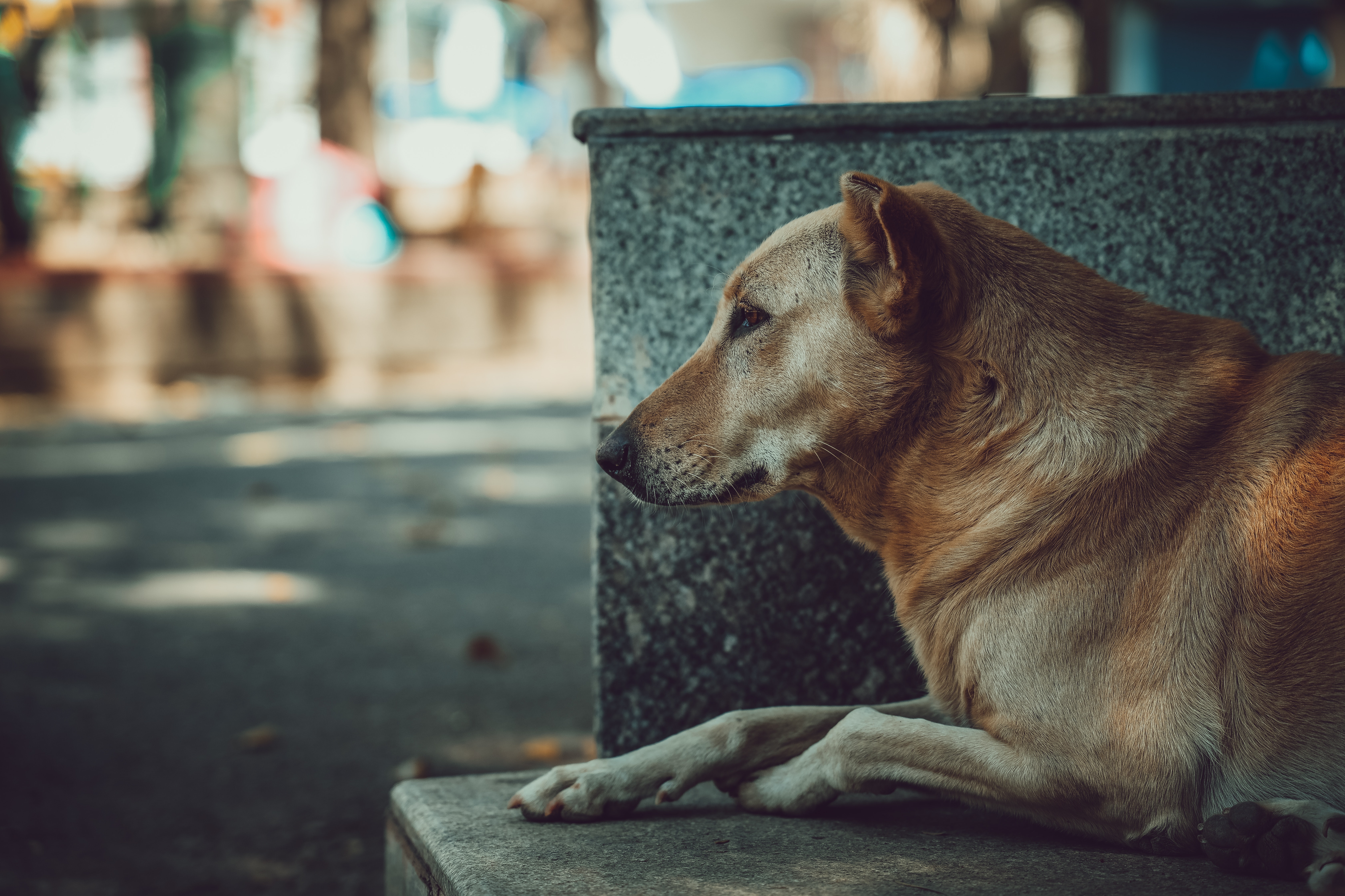 cachorro-de-rua